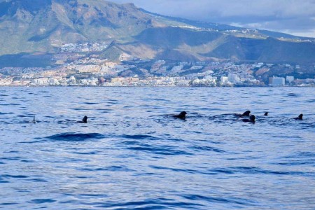 Avistamiento de ballenas